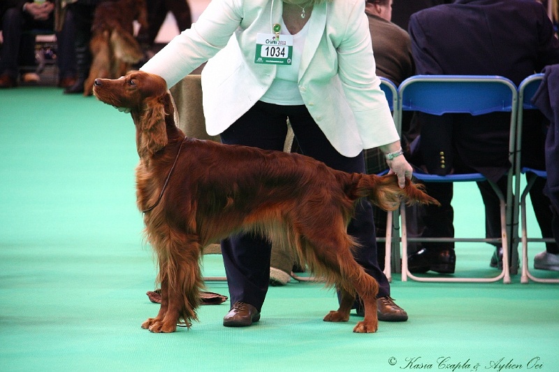 Crufts2011 323.jpg